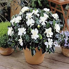 Gardenia jasminoides cape for sale  Delivered anywhere in UK