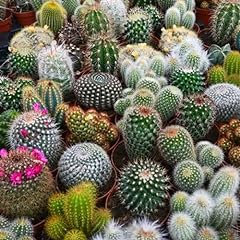 Cacti mix succulent for sale  Delivered anywhere in UK