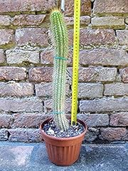 Trichocereus huascha cactus usato  Spedito ovunque in Italia 