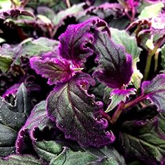 Purple passion plants for sale  Delivered anywhere in USA 