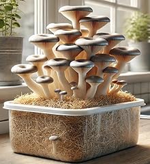 Oyster mushroom spores for sale  Delivered anywhere in USA 