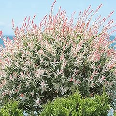 Salix integra hakuro for sale  Delivered anywhere in UK