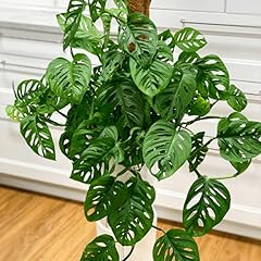 Monstera plants live for sale  Delivered anywhere in USA 