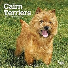 Cairn terriers 2023 d'occasion  Livré partout en France