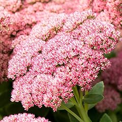 Sedum herbstfreude autumn for sale  Delivered anywhere in UK