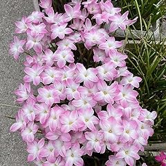 Bulbi zephyranthes fiori usato  Spedito ovunque in Italia 