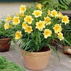 Votaniki stella oro for sale  Delivered anywhere in USA 