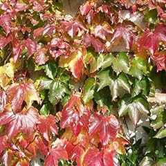 Parthenocissus tricuspidata ve usato  Spedito ovunque in Italia 