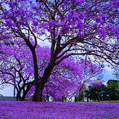 Blue jacaranda tree for sale  Delivered anywhere in USA 