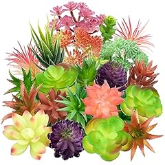 Quozuo colorful succulents for sale  Delivered anywhere in USA 