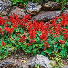 Outsidepride salvia coccinea for sale  Delivered anywhere in USA 