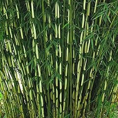 Umbrella bamboo plant for sale  Delivered anywhere in UK