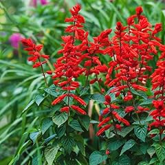 David garden seeds for sale  Delivered anywhere in USA 