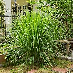 Lemongrass plants. east for sale  Delivered anywhere in UK