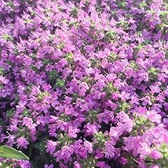 Creeping thyme seeds for sale  Delivered anywhere in USA 