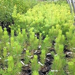Japanese black thunbergii for sale  Delivered anywhere in USA 