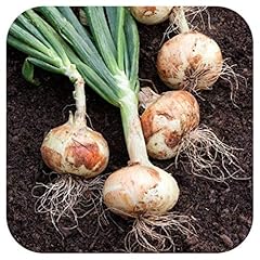 Organic onion ailsa for sale  Delivered anywhere in UK