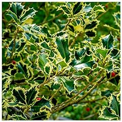 Ilex aquifolium argentea for sale  Delivered anywhere in UK