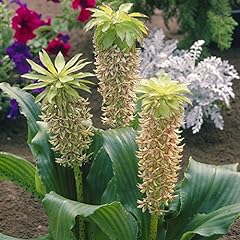 Van zyverden eucomis for sale  Delivered anywhere in USA 