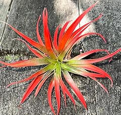 Live tillandsia capitata for sale  Delivered anywhere in USA 