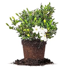 Perfect plants kleim for sale  Delivered anywhere in USA 