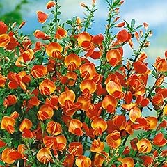 Cytisus lena broom for sale  Delivered anywhere in UK