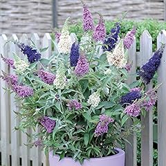 Butterfly bush tricolour for sale  Delivered anywhere in UK