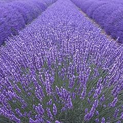 Lavendula angustifolia Munstead - Old English Lavender for sale  Delivered anywhere in UK