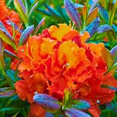 2yrs old rhododendron for sale  Delivered anywhere in USA 