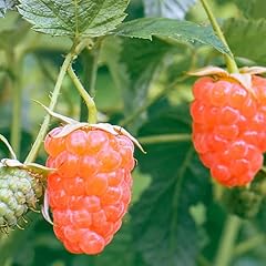 Raspberry plant live for sale  Delivered anywhere in USA 