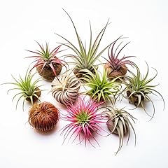 Air plants live for sale  Delivered anywhere in USA 