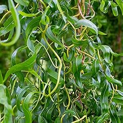 Salix erythroflexuosa red for sale  Delivered anywhere in UK