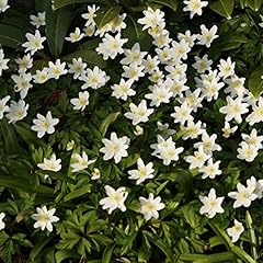 Blumixx stauden anemone gebraucht kaufen  Wird an jeden Ort in Deutschland