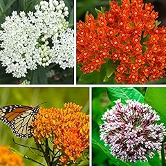 800 milkweed seeds for sale  Delivered anywhere in USA 