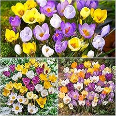 100 crocus bulbs for sale  Delivered anywhere in UK