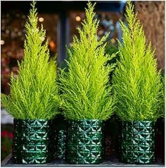 Pack dwarf conifer for sale  Delivered anywhere in UK