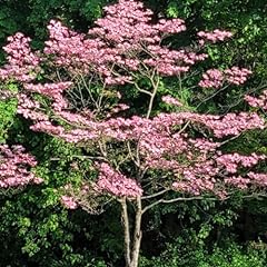 Set pink dogwood for sale  Delivered anywhere in USA 