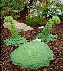 Aeonium tabuliforme isole for sale  Delivered anywhere in UK