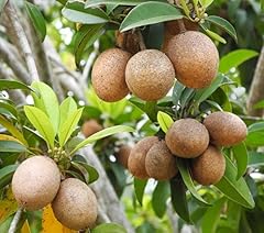 Live sapote tree for sale  Delivered anywhere in USA 