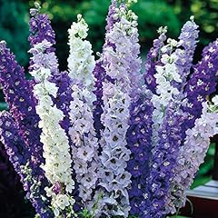 Delphinium pacific hybrids for sale  Delivered anywhere in UK