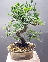 Indoorbonsaiexotics imported c for sale  Delivered anywhere in USA 