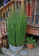 Horsetail plants koi for sale  Delivered anywhere in USA 