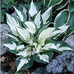Fire ice hosta for sale  Delivered anywhere in USA 