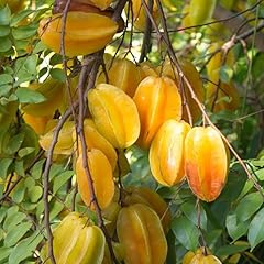 Carambola starfruit tree for sale  Delivered anywhere in USA 
