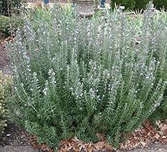 Rosmarinus rosemary officinali for sale  Delivered anywhere in UK