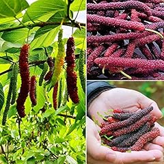 Maulbeeren baum kaufen gebraucht kaufen  Wird an jeden Ort in Deutschland