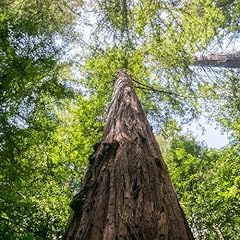 Pianta vera sequoia usato  Spedito ovunque in Italia 