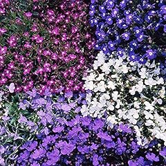 Lobelia bush mixed for sale  Delivered anywhere in UK