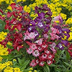 Perennial hardy penstemon for sale  Delivered anywhere in Ireland