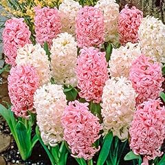 Hyacinth bulbs hyacinth for sale  Delivered anywhere in USA 